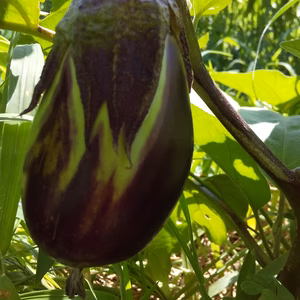 　【お腹スッキリ】玄米➕ 野菜 セット