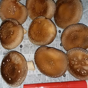 大きな椎茸　　注文受付12月7日06時迄