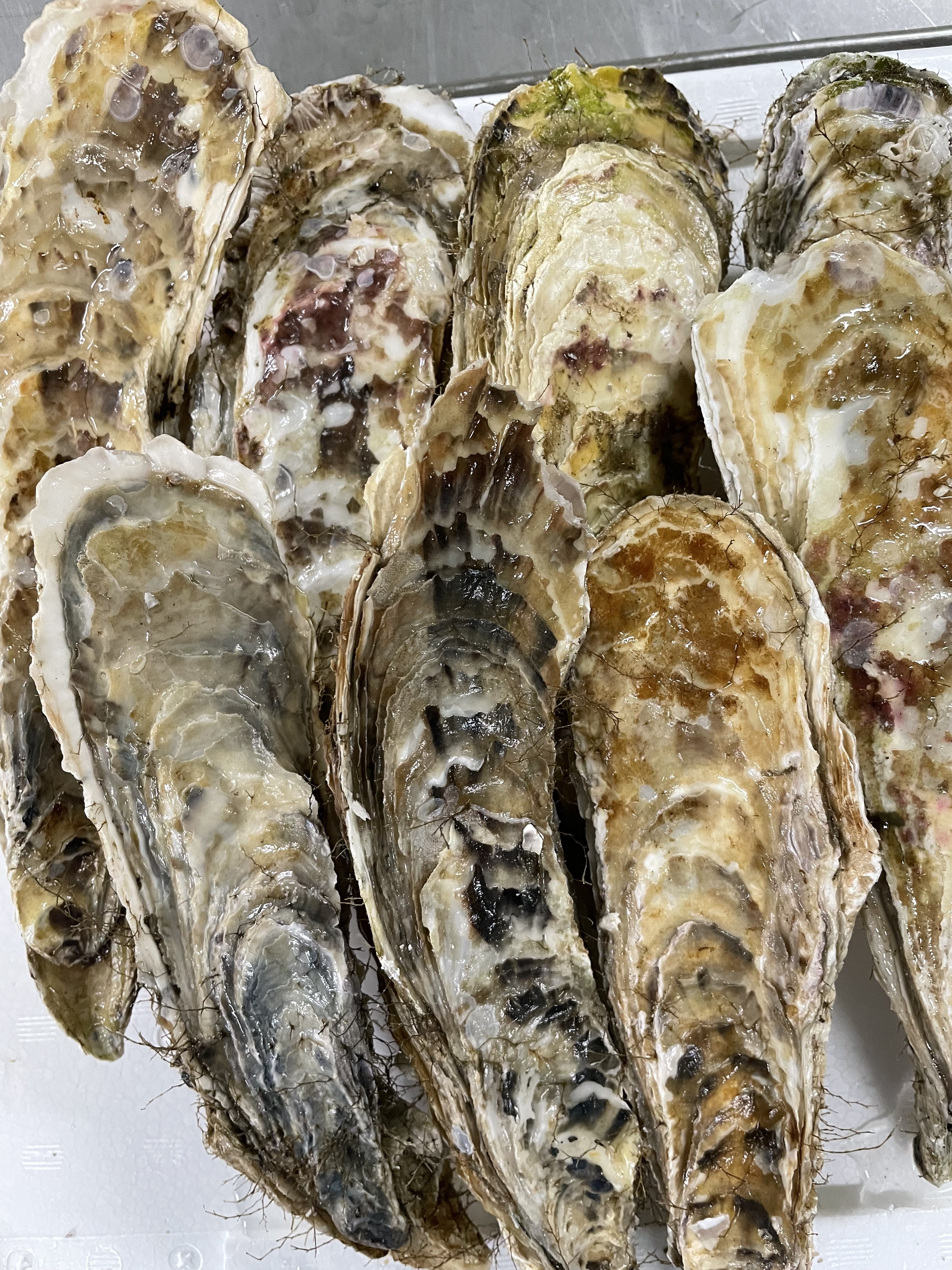 お一人様限定　1000円引き！！特別価格　真牡蠣10kg 送料込み　漁師直送 楽天市場】旬ものを食べ納め！出荷当日に水揚げ・発送！付き岩