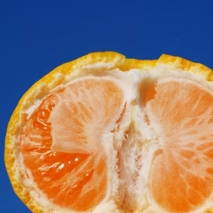 【佐賀県産太良みかん】ギュッと完熟みかん！