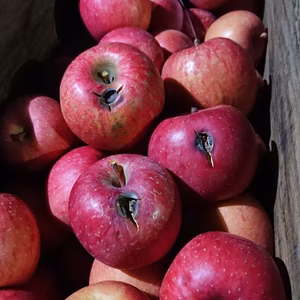 サンふじ 雹傷(さんぼん様専)