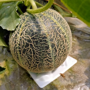 ペルルメロン 1玉 約1.5-2kg 糖度：16〜18度 6月26日以降発送