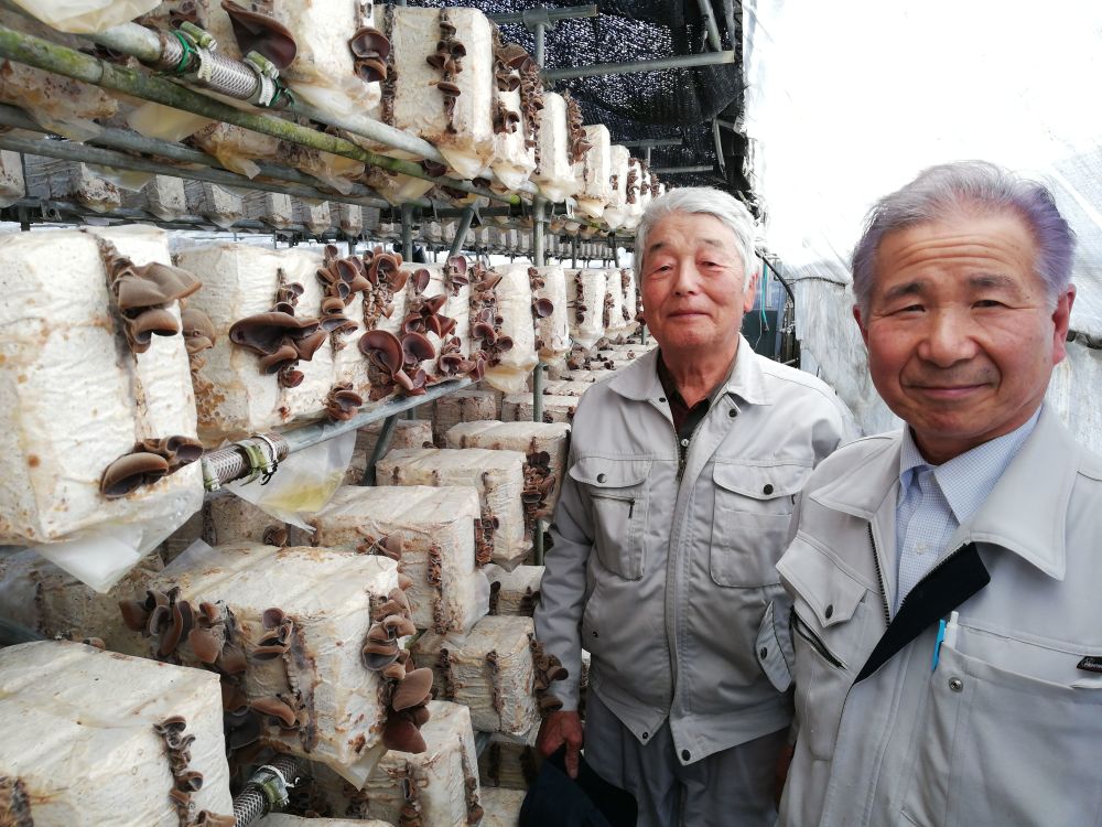 純国産 生キクラゲ 100ｇ（栽培から収穫まですべて管理しています）｜野菜の商品詳細｜ポケットマルシェ｜産直(産地直送)通販 -  旬の果物・野菜・魚介をお取り寄せ