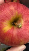 [説明必読] 好きが見つかる？　旬のりんご5種食べくらべセット