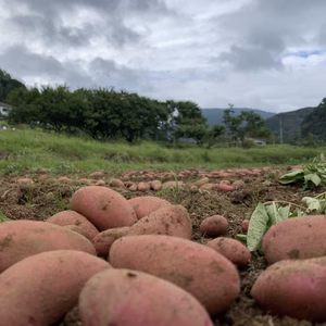 自然栽培のじゃがいも　【タワラヨーデル】　約2kg