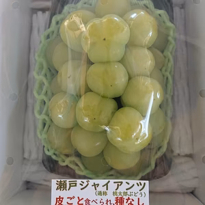 【特別栽培福岡県朝倉市産】　化粧箱 大房　瀬戸ジャイアンツ 　（７月中旬～）