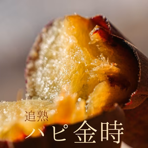 送料一律‼︎ 追熟 ハピ金時 さつまいも 栽培期間中農薬不使用 宮崎県産