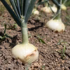 無農薬・無化学肥料で育てた新玉ねぎ(大〜小サイズミックス)3kg