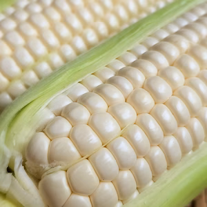 【朝採り!!】すっきりとした甘さで糖度が高い白いとうもろこし！白い恵味!!