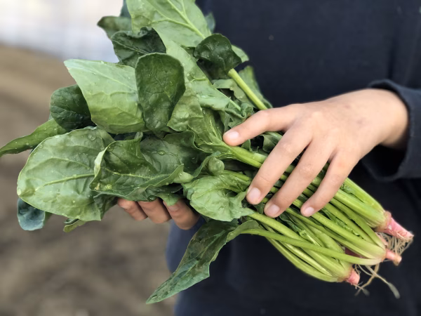 メガ盛り！[信州産] 春限定の冬越し柔らかほうれん草