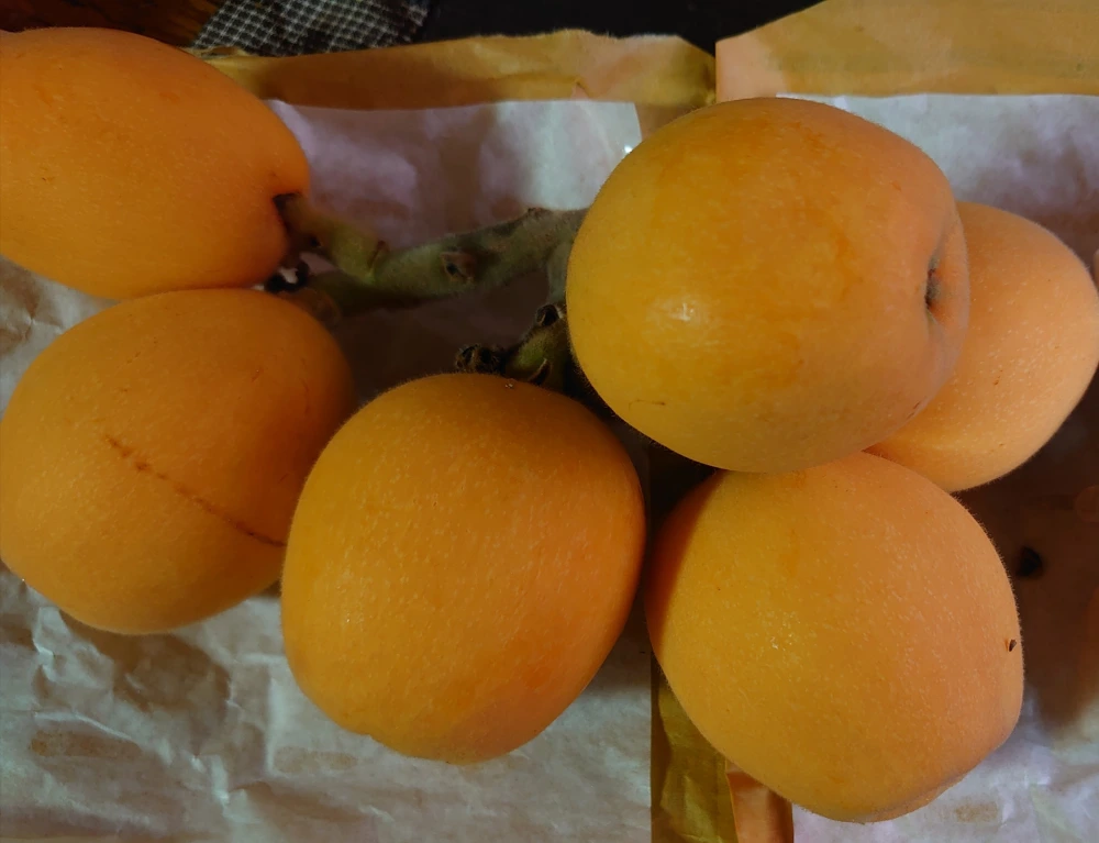 長崎特産　露地びわ2L　12玉