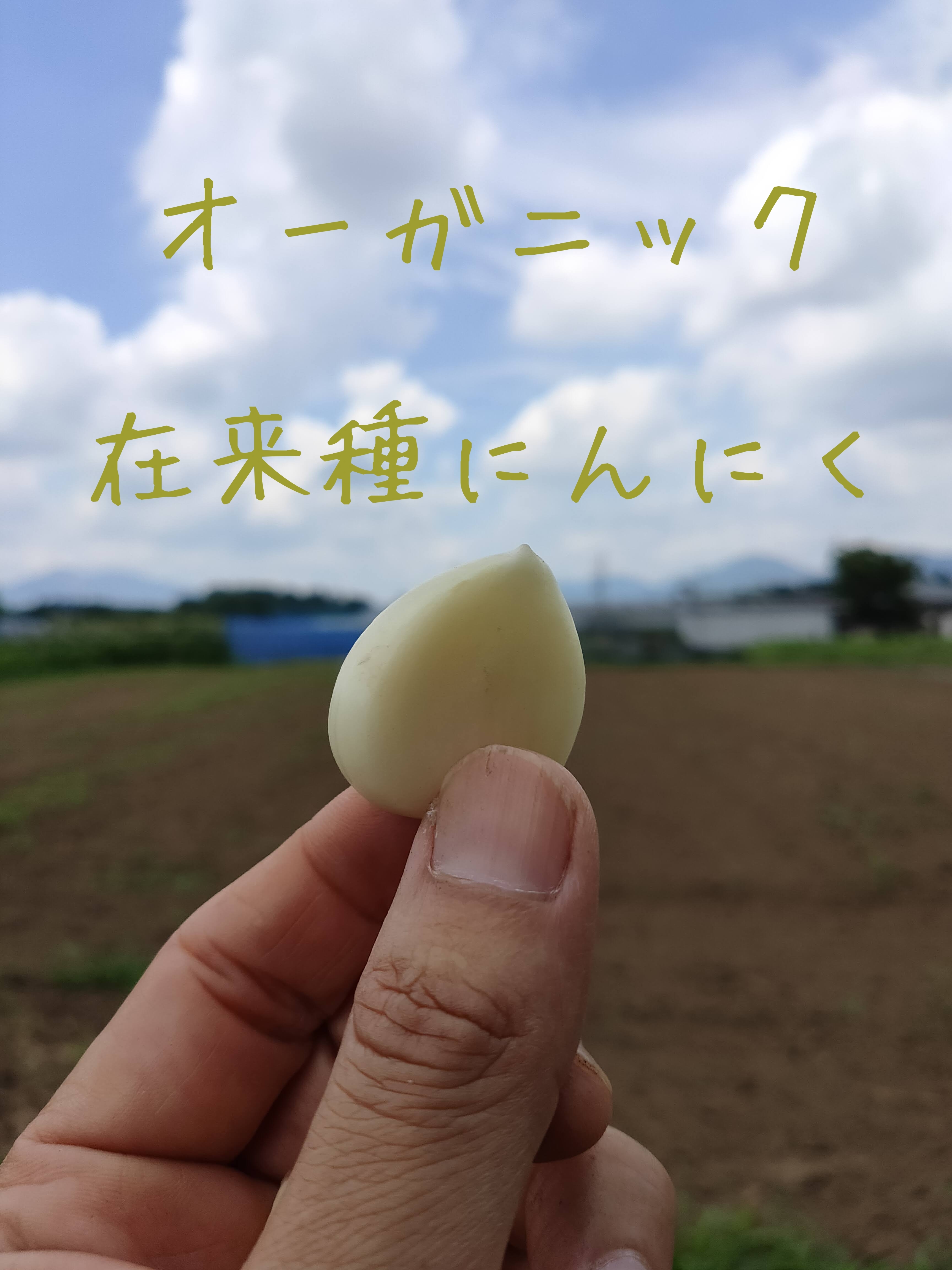 送料無料 オーガニック 在来種にんにく バラ 有機jas 農家漁師から産地直送の通販 ポケットマルシェ