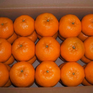 潮風を浴びて育った室戸ぽんかん