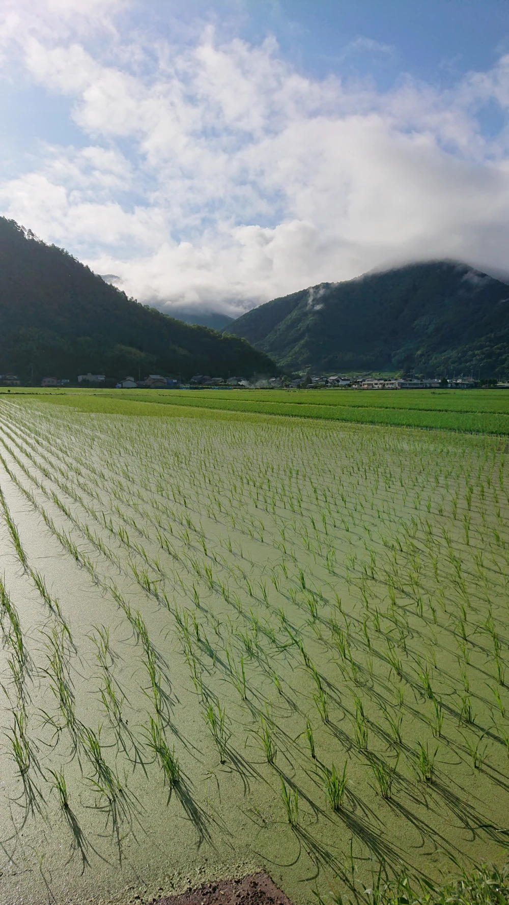 ☆新米☆ 信州産 特別栽培米「里田のはぜかけ米」