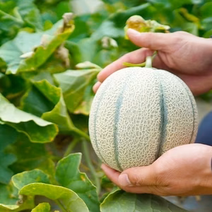 甘くてジューシーな赤肉メロン［マルセイユメロン］　小さめサイズ