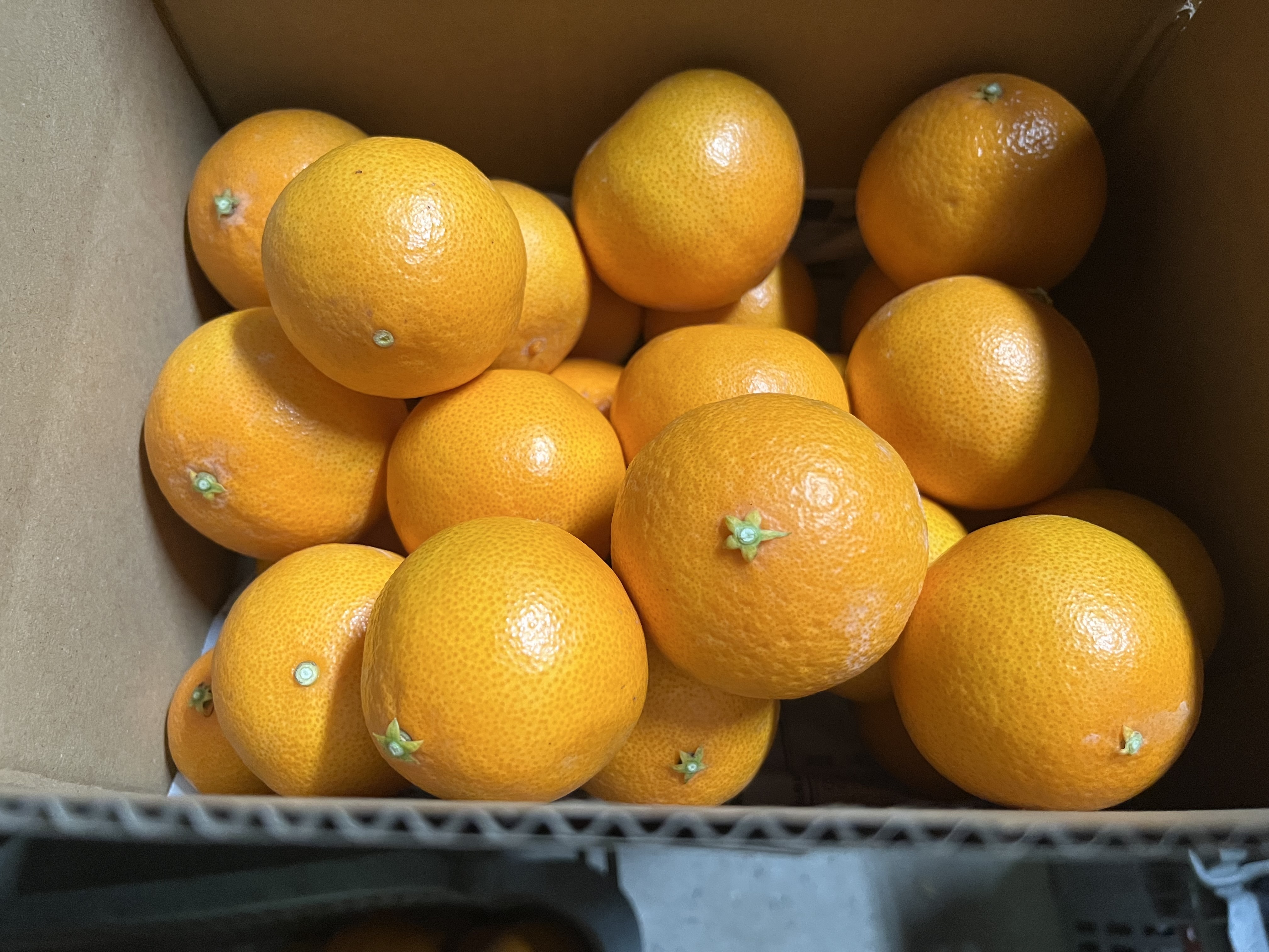 中島プリンセス　愛果　48号　（紅プリンセス同品種）　小玉多め　10kg　中島産 糖度14度に迫る！ 瀬戸内プリンセス 愛果48号 紅プリンセス同品種 農家