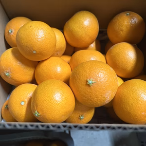 糖度14度に迫る！　瀬戸内プリンセス　愛果48号　紅プリンセス同品種　農家直送