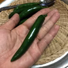メキシコの大辛！青唐辛子！セラーノ・ペッパー（チレ・セラノ）