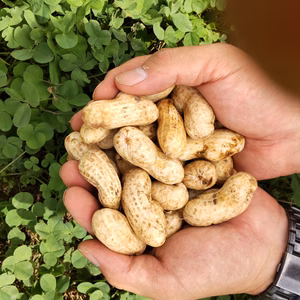 大粒落花生　おおまさり