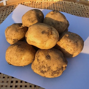 【ほくほく新じゃが】ギュッと旨みの詰まった新じゃがいも（男爵）