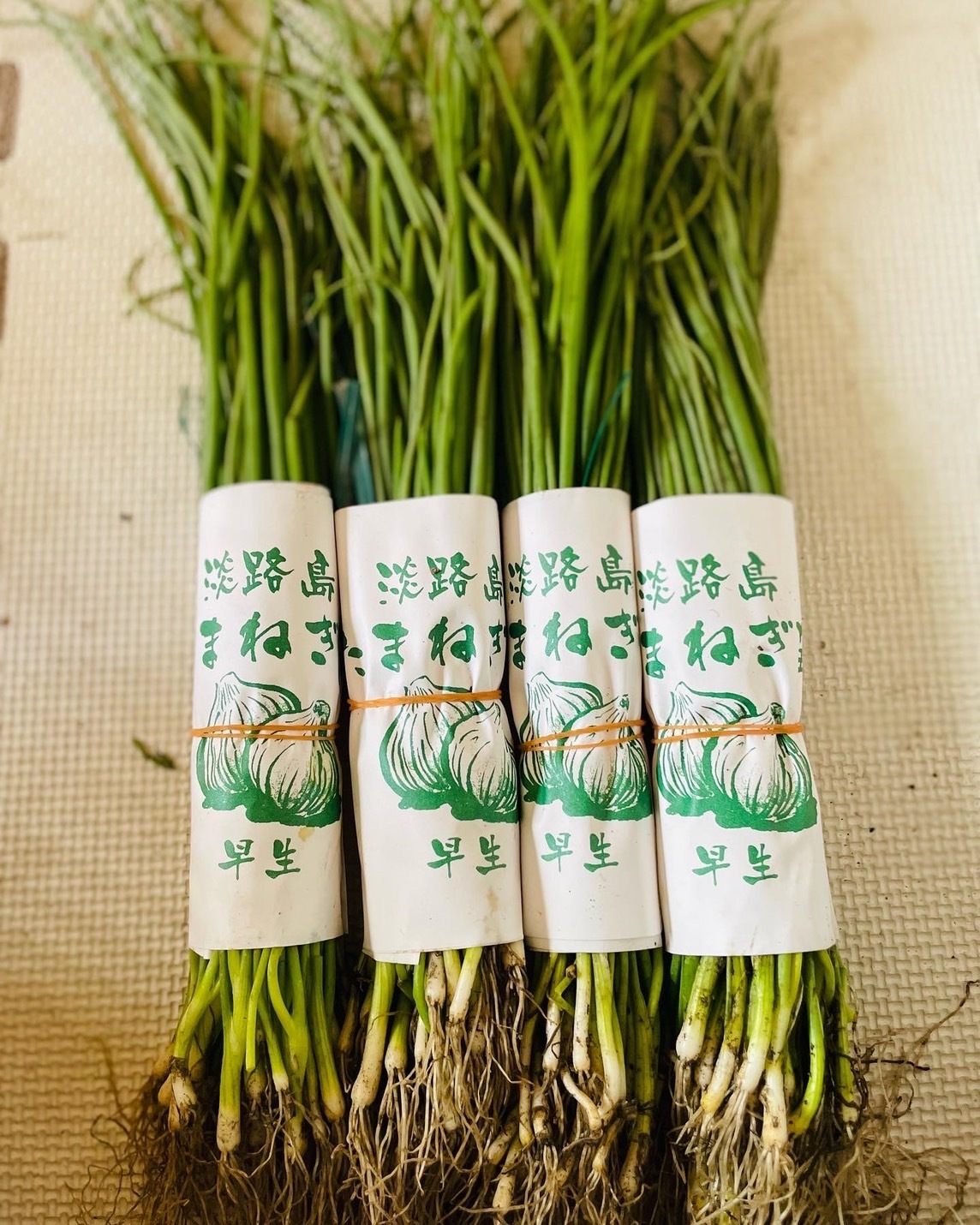 苗の専門店発送‼️もみじ700本➕早生200本➕中生100本‼️玉ねぎ苗 楽天