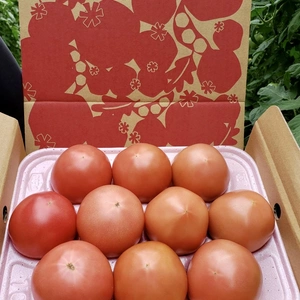 秋味の大玉トマト『麗月』10玉入り