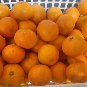 広島産 いしじミカン小玉 10kg 