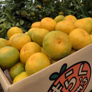 【産地直送】☆有田みかん☆極早生☆大玉サイズ⭐︎10キロ