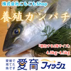 養殖業者の腕の見せ所『養殖カンパチ』神経〆付