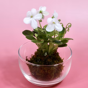 苔玉　セントポーリア　(白)