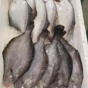 22日水揚げ！‼️イチマン❗宗八カレイ&ナメタカレイ　各5枚