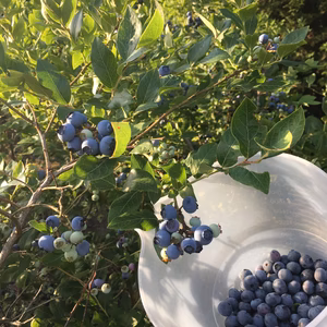 収穫急速一気冷凍　ブルーベリー1kg