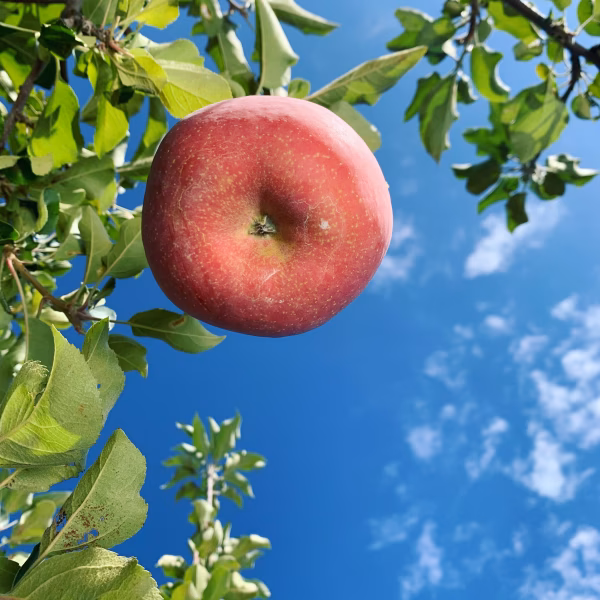 訳アリ！しかし味は最高！信州りんご