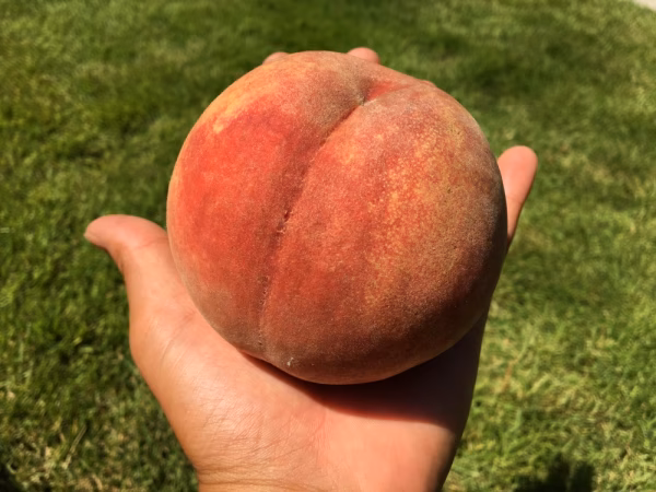 【数量限定】かたくて甘い！　白桃　