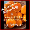越冬樹熟✩本気みかん✩有田みかん（家庭用)