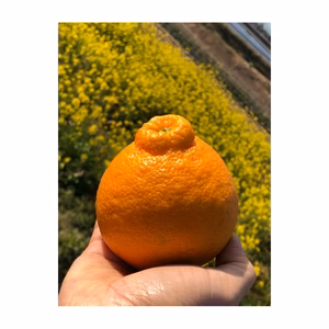 ラストチャンス！不知火デコ4.5kg みかん