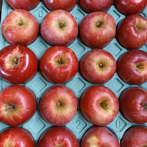 【訳アリ】『紅玉』18-20個 青森県産りんご シブ、サビ、ヤケ！加工用などに！