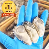 生牡蠣 殻付き牡蠣 1.5kgと 生食用剥き身500ｇセット 松島牡蠣屋