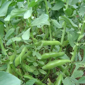 新鮮朝採り空豆（そら豆）・農薬、化学肥料、除草剤不使用