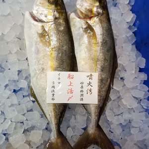 本日限定❗船上活〆　カンパチ2尾&天然真昆布セット　下処理済み❗