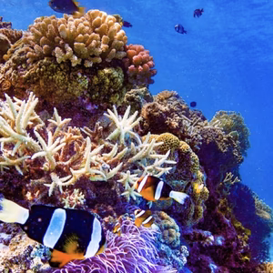 かおる様専用です♥