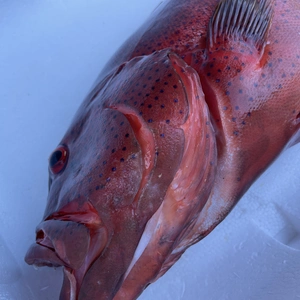 【魚突き】動画あり　傷ありスジアラ2.3kg 鱗、内臓処理済