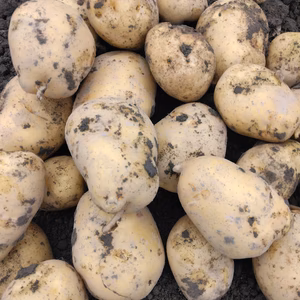 [訳あり]新ジャガイモ　ワセシロ　静岡県産　農家直送