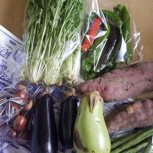 朝採り！旬の京野菜セット！【6～8品目】