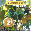 ☆ﾟ.*･｡呉羽梨 “幸水” 2級品   小粒なので味の保証なし