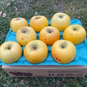 園主オススメ「シナノゴールド」【家庭用】３ｋｇ