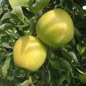 青りんご王林　ご好評販売中　家庭用訳あり3キロコース　芳醇な香りの甘いりんご
