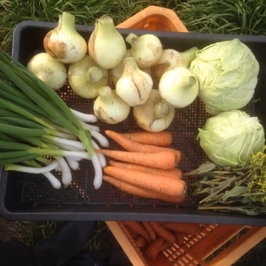 2019 春の自然栽培セット　キャンペーン黒ニンニク付　3月下旬頃まで