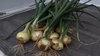 【サイズ混合】今が食べ頃！旬のたまねぎ【訳あり】