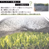 【2025年・新茶】伝統／85g 茨城 猿島茶 松田製茶 LEF-001